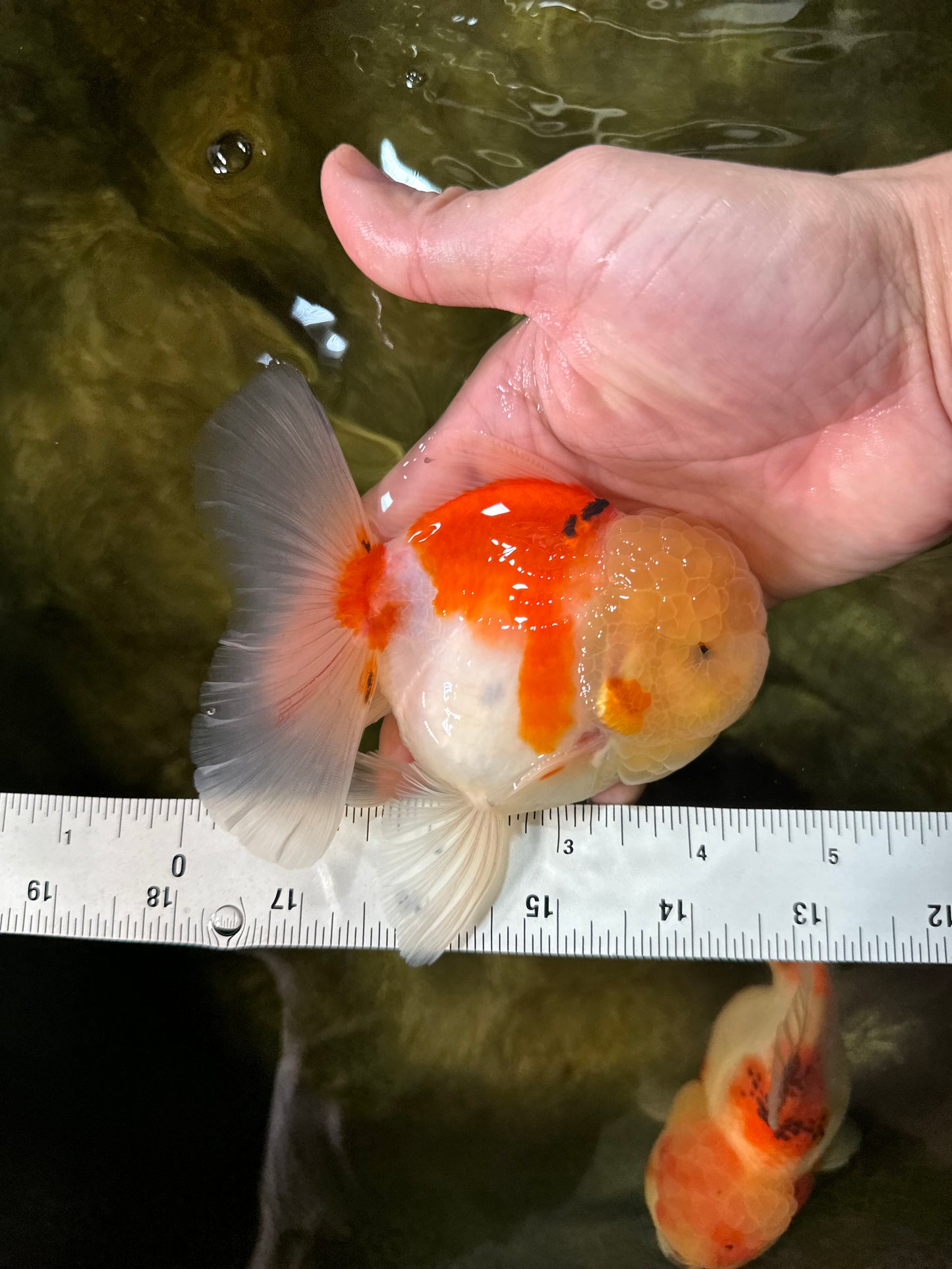 AAA Grade Sakura Oranda Male 4.5 inches #050925OR_52