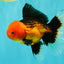 UNIQUE AAA Grade Apache Oranda Male 6 inches #101626OR_07