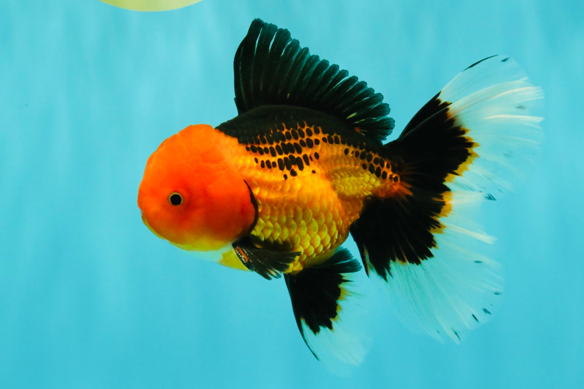 UNIQUE AAA Grade Apache Oranda Male 6 inches #101626OR_07