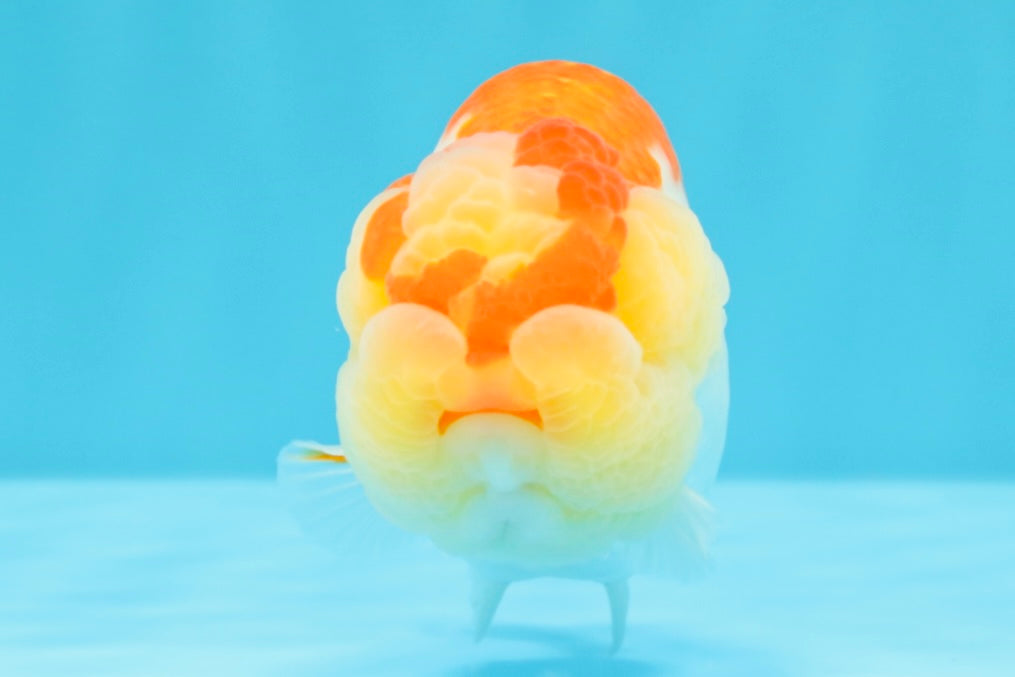 A Grade Kohaku Red White LionKing 4-4.5 inches #022026LC_17