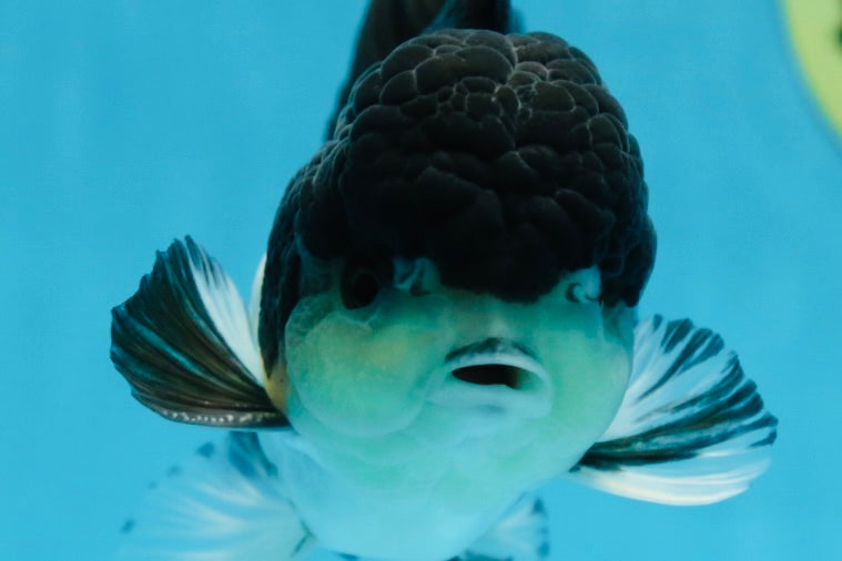 A Grade Panda Button Eyes Oranda Male 5 inches #080825OR_02