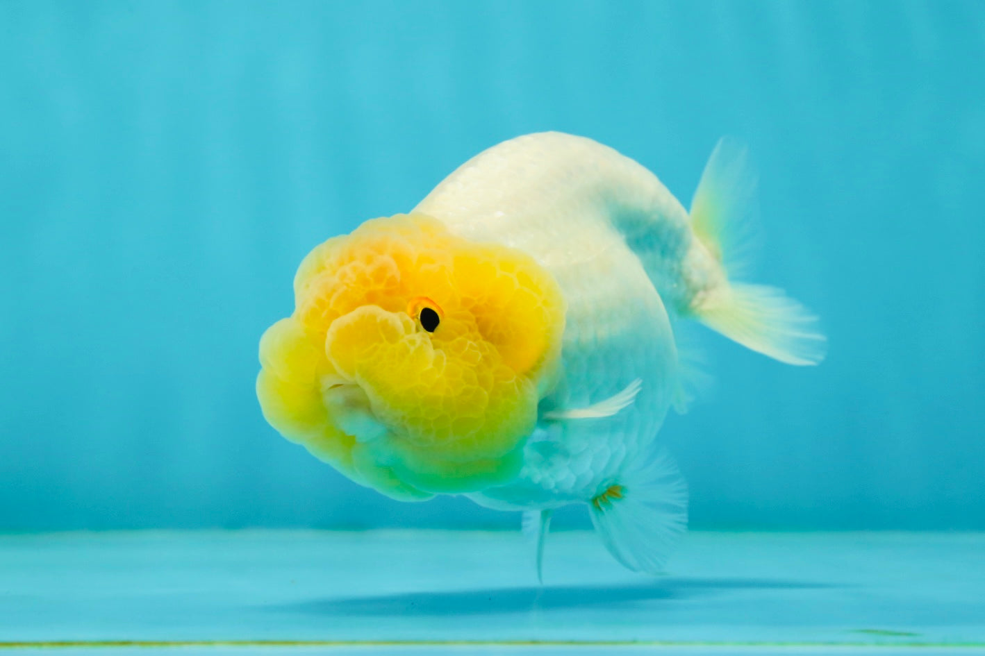 TRULY Lemonhead Lionchu Male 4 inches #1004LC_17