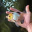 Adorable Lemonhead Button Eyes Oranda Male 4.5 inches #011725OR_01