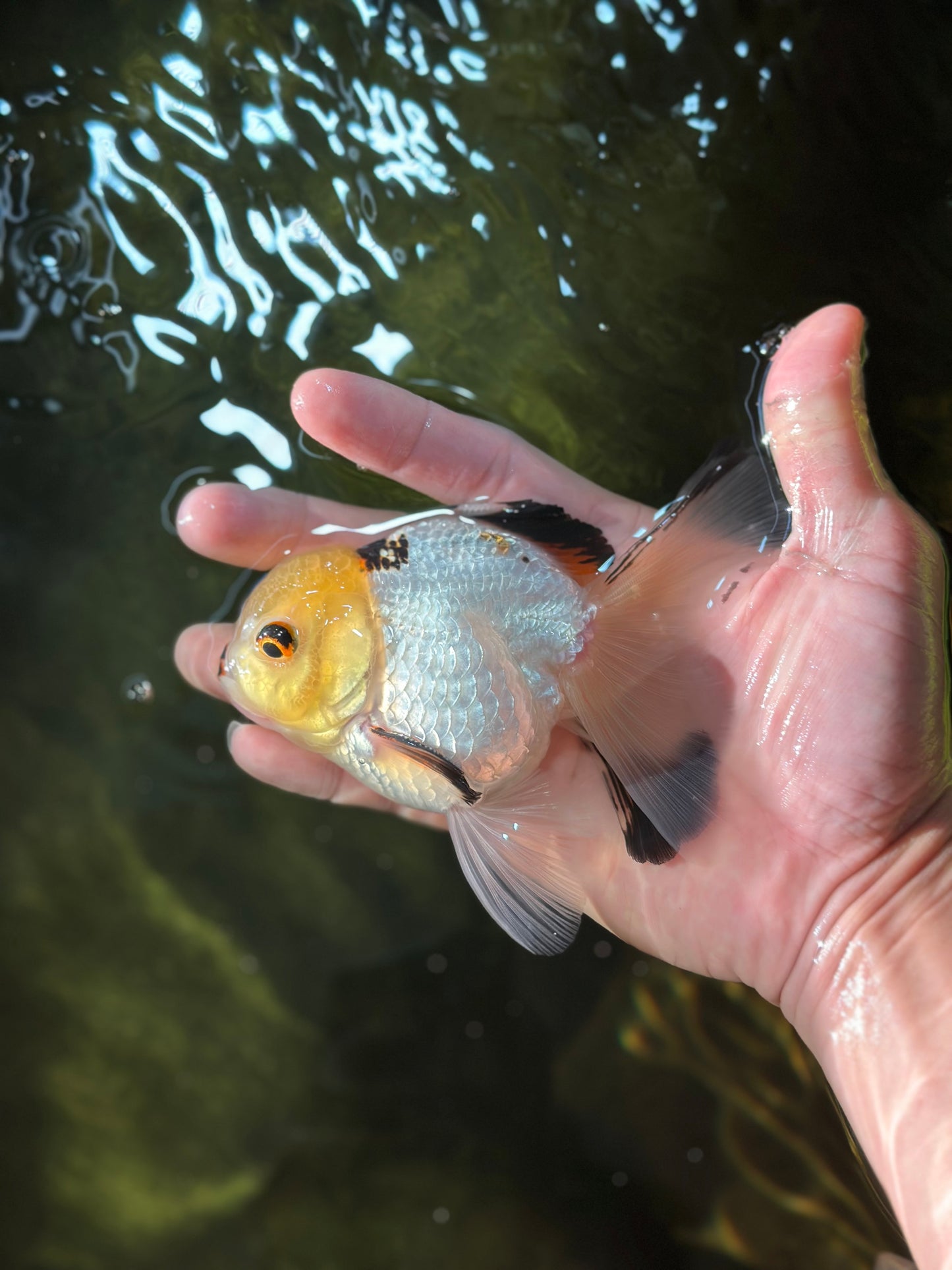 Adorable Lemonhead Button Eyes Oranda Male 4.5 inches #011725OR_01