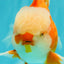 A Grade Jade Head Red White Oranda Male 5-5.5 inches #062626OR_25
