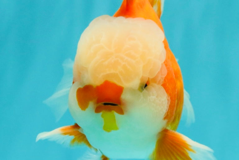 A Grade Jade Head Red White Oranda Male 5-5.5 inches #062626OR_25