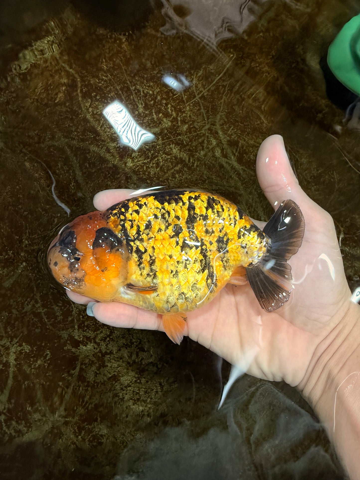 A Grade Tiger LionQueen 5.5 inches #112125LC_05