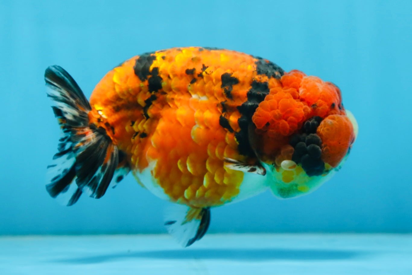 AAA Grade ADORABLE Tiger LionQueen 5 inches #082925LC_01