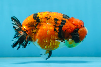 AAA Grade ADORABLE Tiger LionQueen 5 inches #082925LC_01