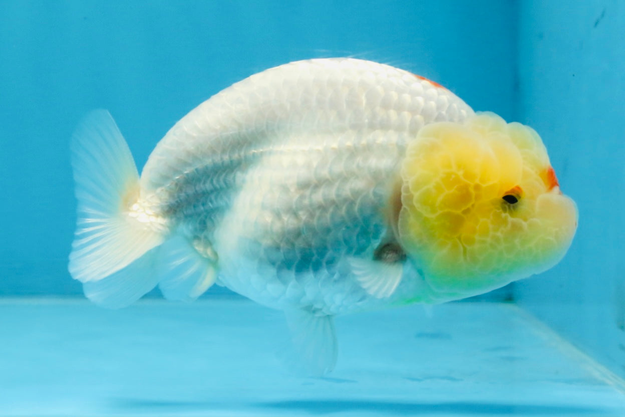 A Grade Red White LionQueen 4 inches #103125LC_21