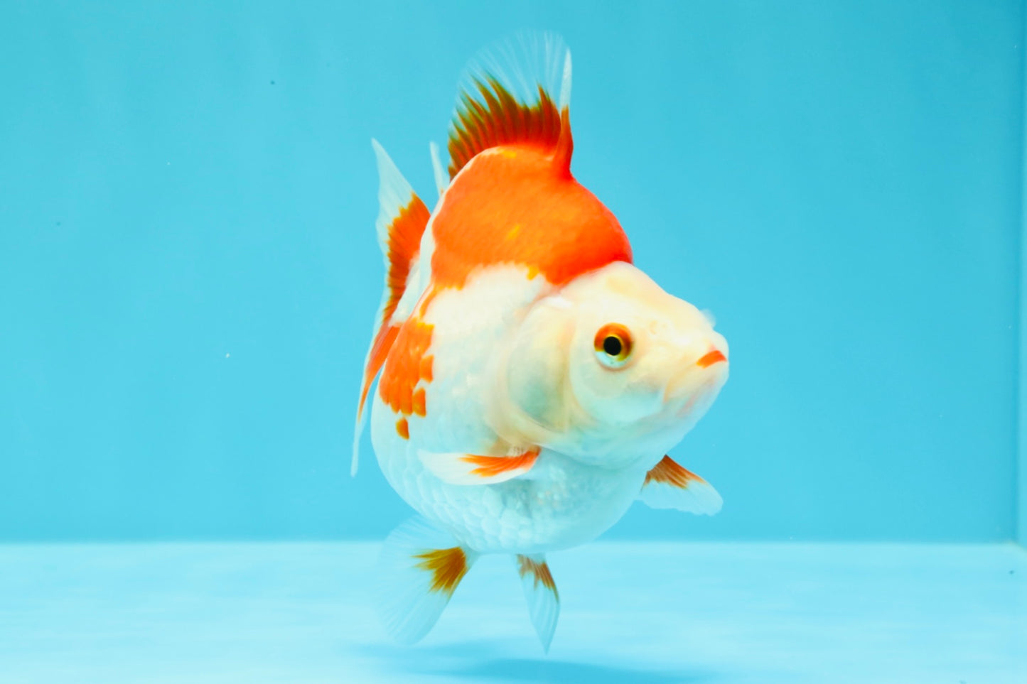 AAA Grade Red White Ryukin Female 4.5 inches #031326RK_31