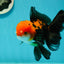 A Grade Apache (Black Red) Tricolor Oranda Male 5 inches #110824OR_10