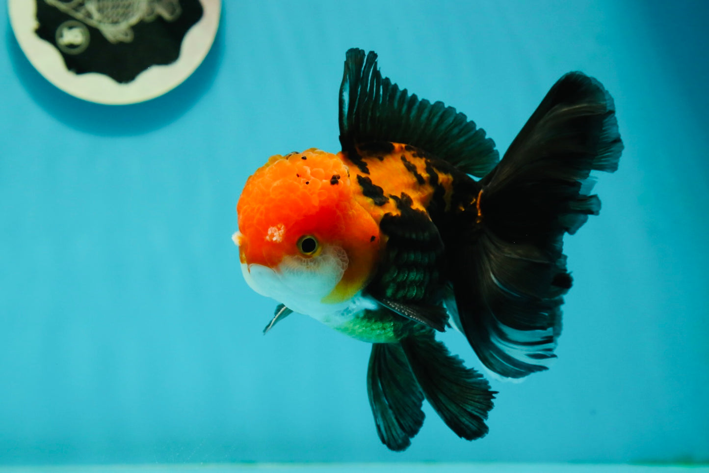 A Grade Apache (Black Red) Tricolor Oranda Male 5 inches #110824OR_10