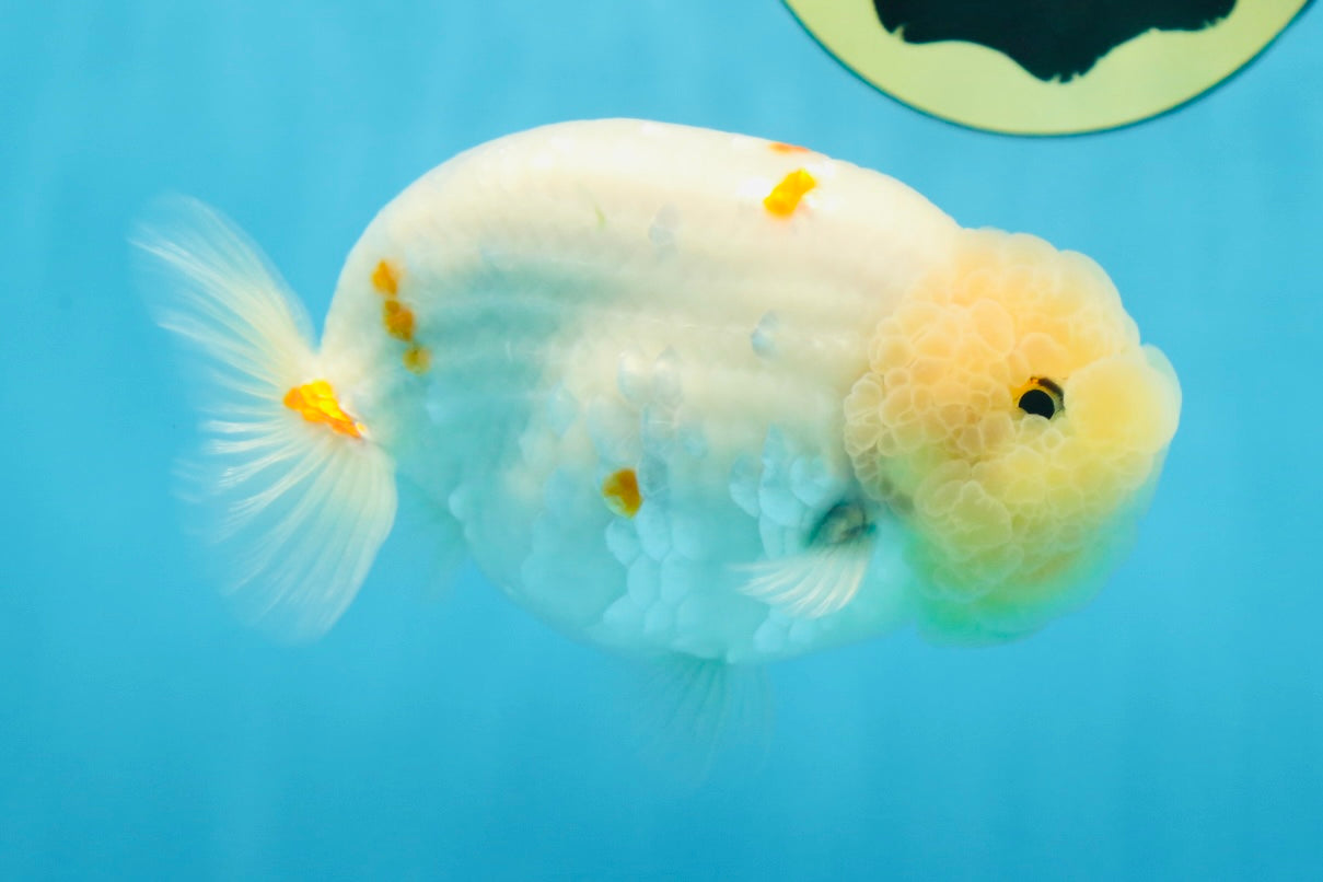 A Grade Red White Sakura Lionking 4.5 inches #080125LC_15