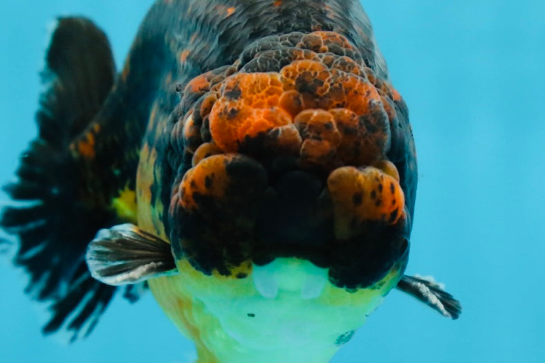 A Grade Kirin Ranchu Male 5 inches #062725LC_03