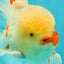A Grade Red White Oranda Male 5.5 inches #062626OR_36