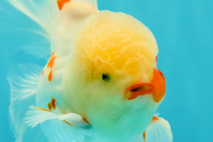 A Grade Red White Oranda Male 5.5 inches #062626OR_36