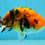 A Grade Tiger Ranchu Male 5 inches #062725LC_04
