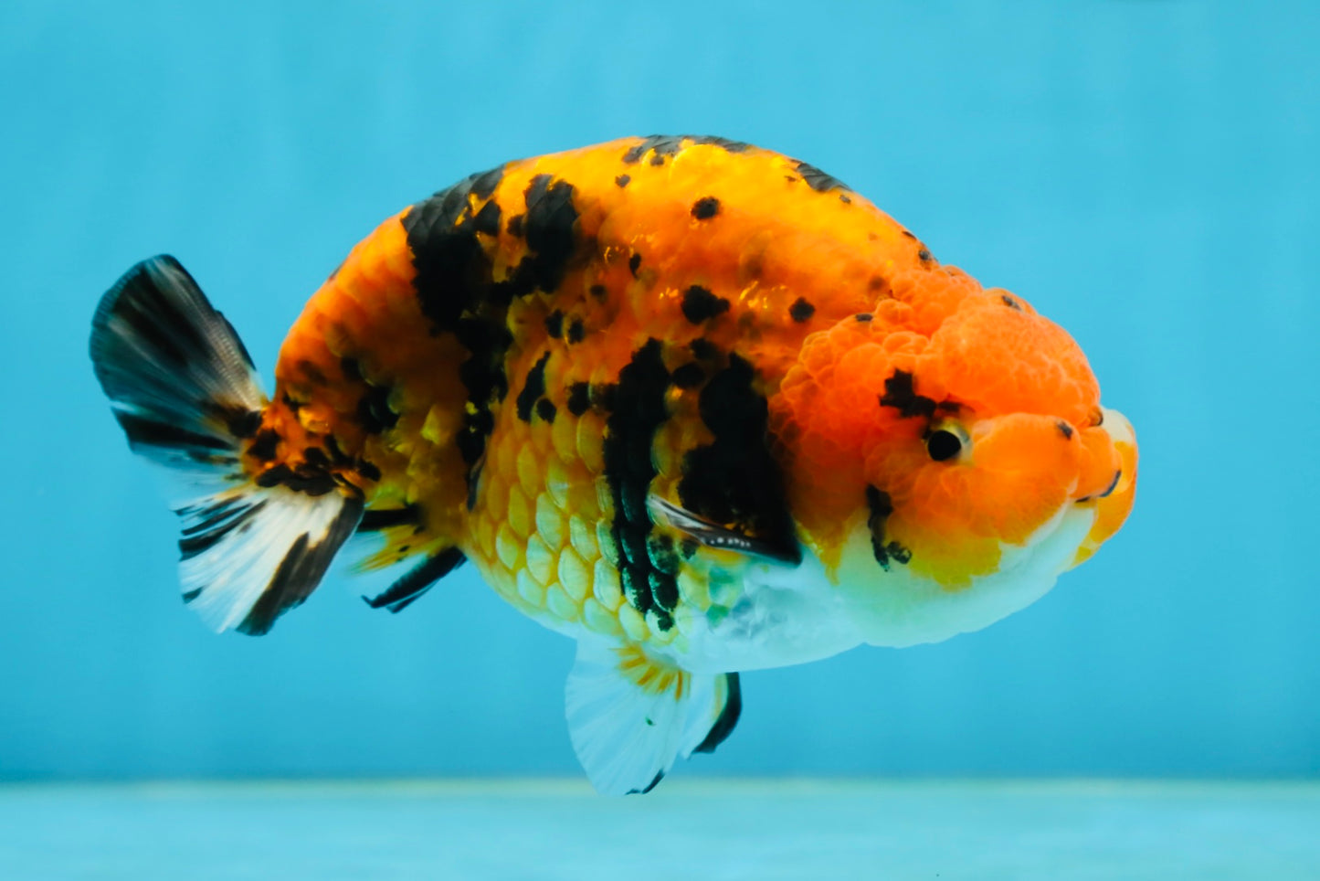 A Grade Tiger Ranchu Male 5 inches #062725LC_04