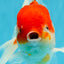 AAA Grade Cherry Sakura Oranda Male 6 inches #0927OR_02