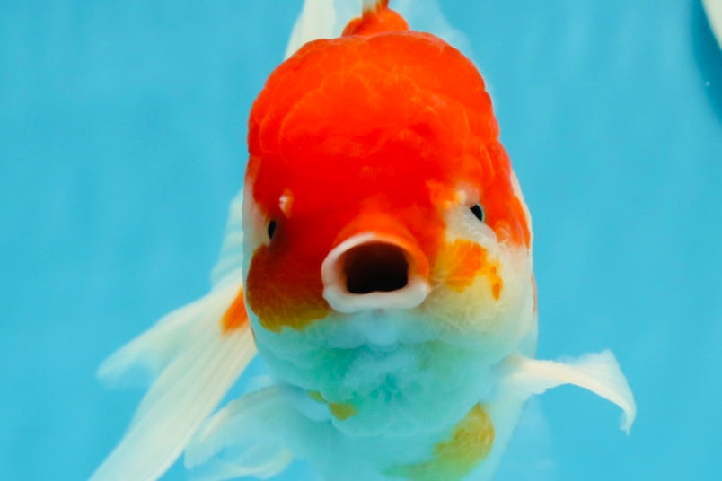 AAA Grade Cherry Sakura Oranda Male 6 inches #0927OR_02