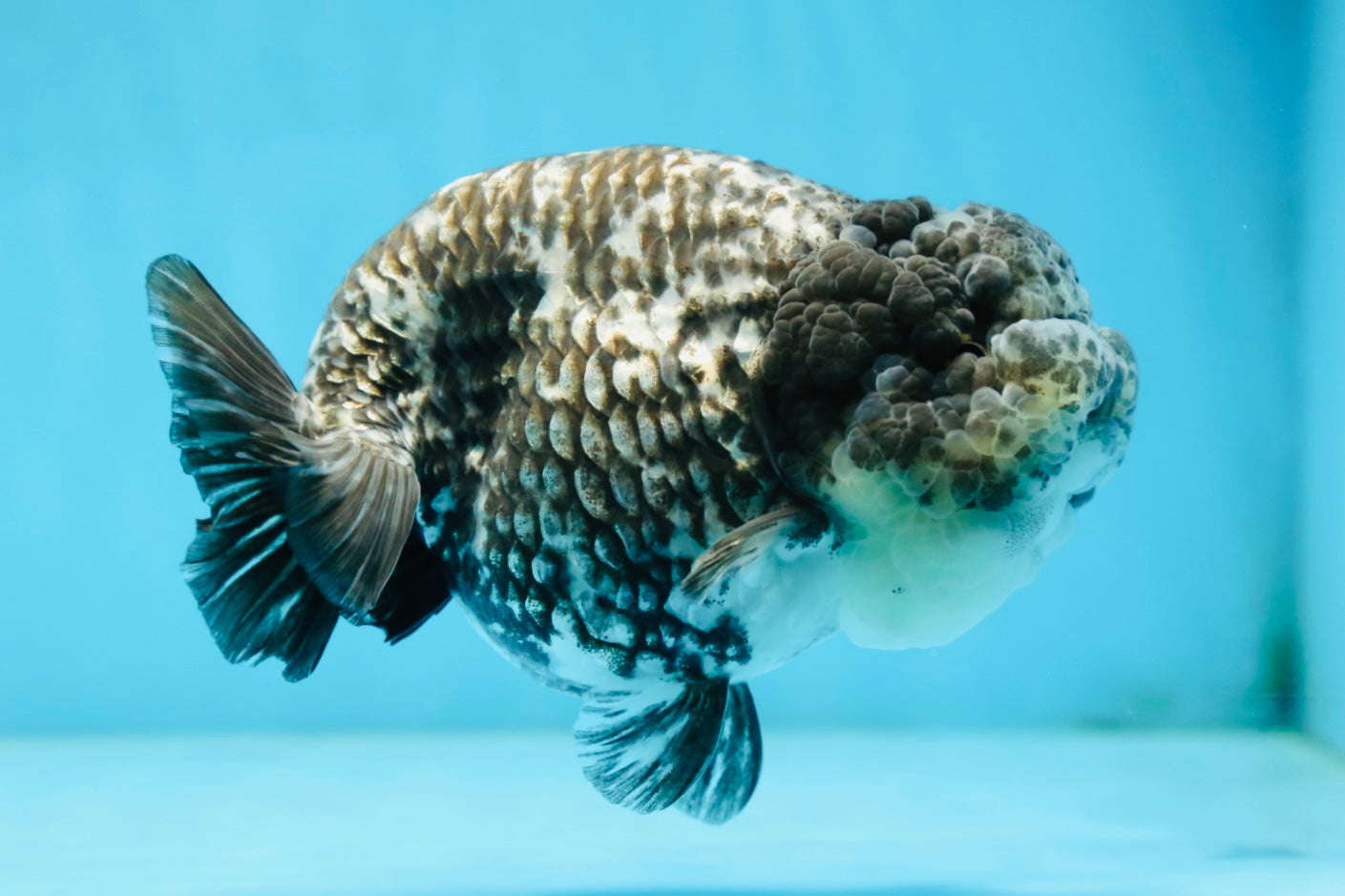 AAA Grade White Tiger LionQueen 5-5.5 inches #081525LC_04