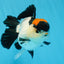 A Grade Tricolor Red Head Oranda Female 4.5 inches #0830OR_05