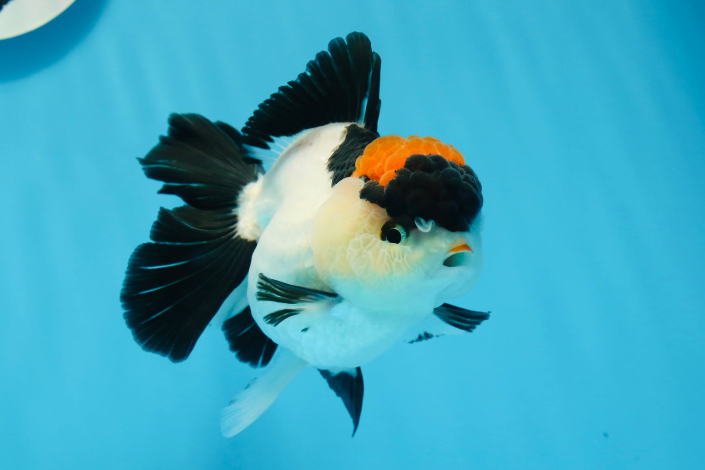 A Grade Tricolor Red Head Oranda Female 4.5 inches #0830OR_05