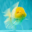 A  Grade White Oranda Male 6-6.5 inches #071026OR_27