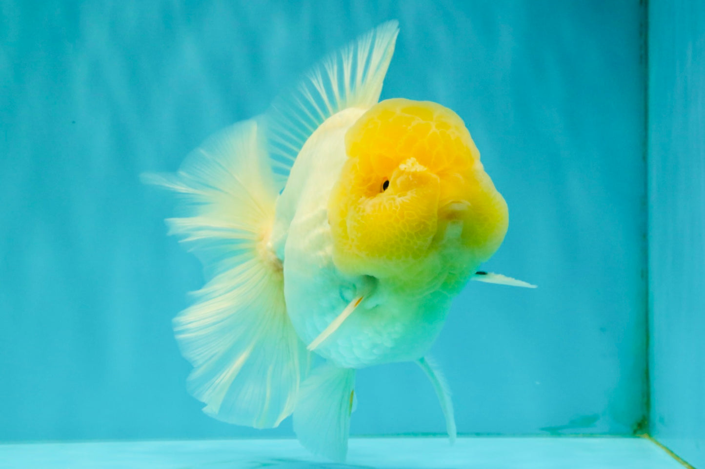 A  Grade White Oranda Male 6-6.5 inches #071026OR_27