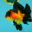 CHUBBY A Grade Apache Oranda Female 6 inches #071726OR_17