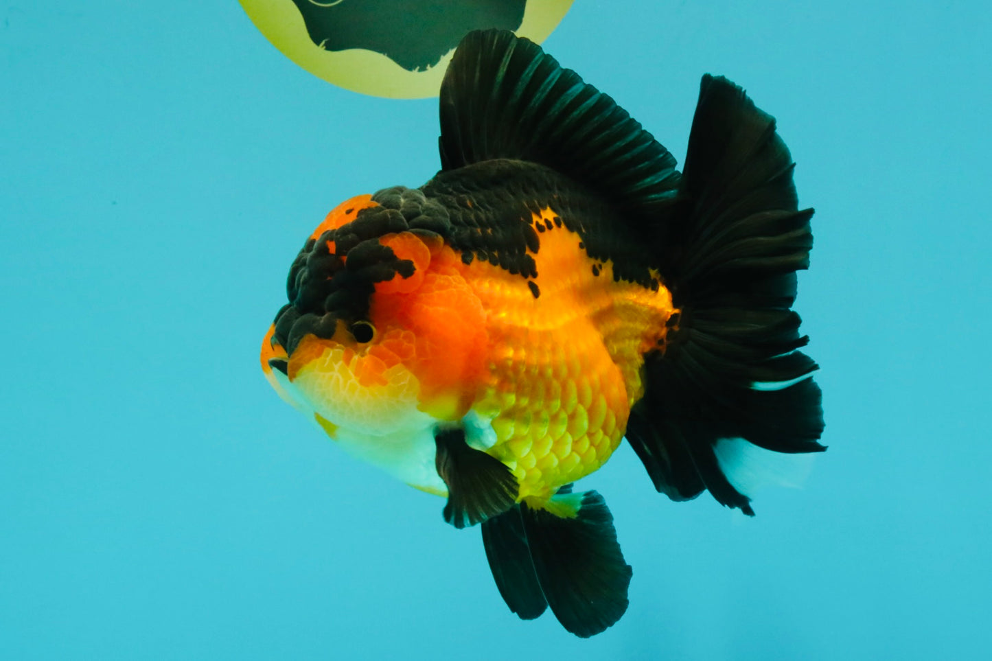 CHUBBY A Grade Apache Oranda Female 6 inches #071726OR_17