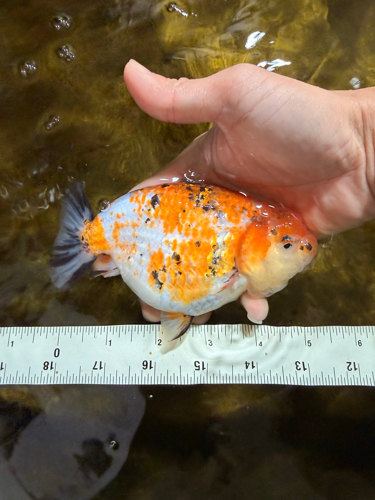 Tricolor Lionchu Female 5 inches #103125LC_16