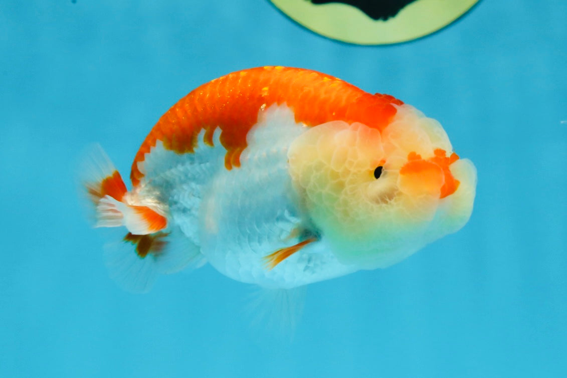 FLUFFY AAA Grade Red White LionQueen 4 inches #101725LC_02