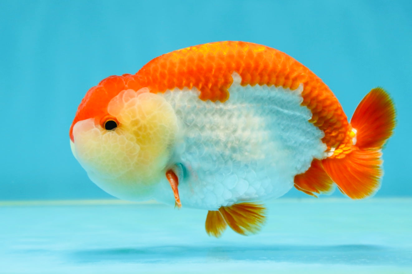 AAA Grade Red White LionKing 4.5 inches #050925LC_14