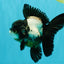 ROYAL A Grade Panda Oranda Female 5.5-6 inches #031326OR_24