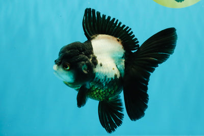 ROYAL A Grade Panda Oranda Female 5.5-6 inches #031326OR_24