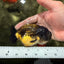 Apache Lionchu Female 4.5 inches #081426LC_25