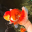 CHONKY AAA Grade Godzilla Red White Oranda Male 6.5-7 inches #022726OR_14