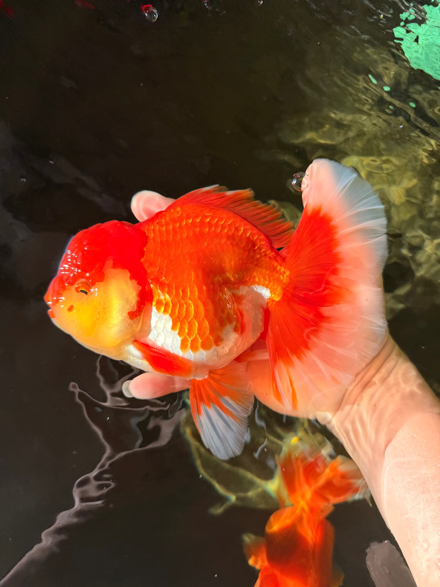 CHONKY AAA Grade Godzilla Red White Oranda Male 6.5-7 inches #022726OR_14