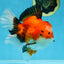 AAA Grade THICK BODY Godzilla Apache Oranda Male 6.5 inches #090525OR_07