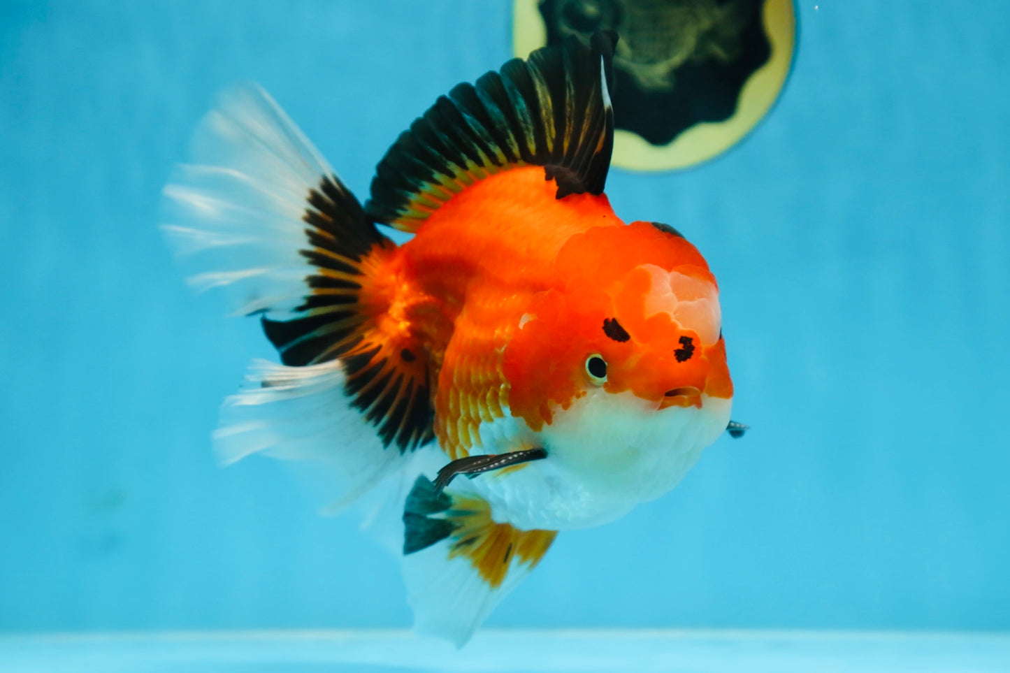 AAA Grade THICK BODY Godzilla Apache Oranda Male 6.5 inches #090525OR_07