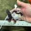 Panda Oranda Female 3.5-4 inches #110124OR_06