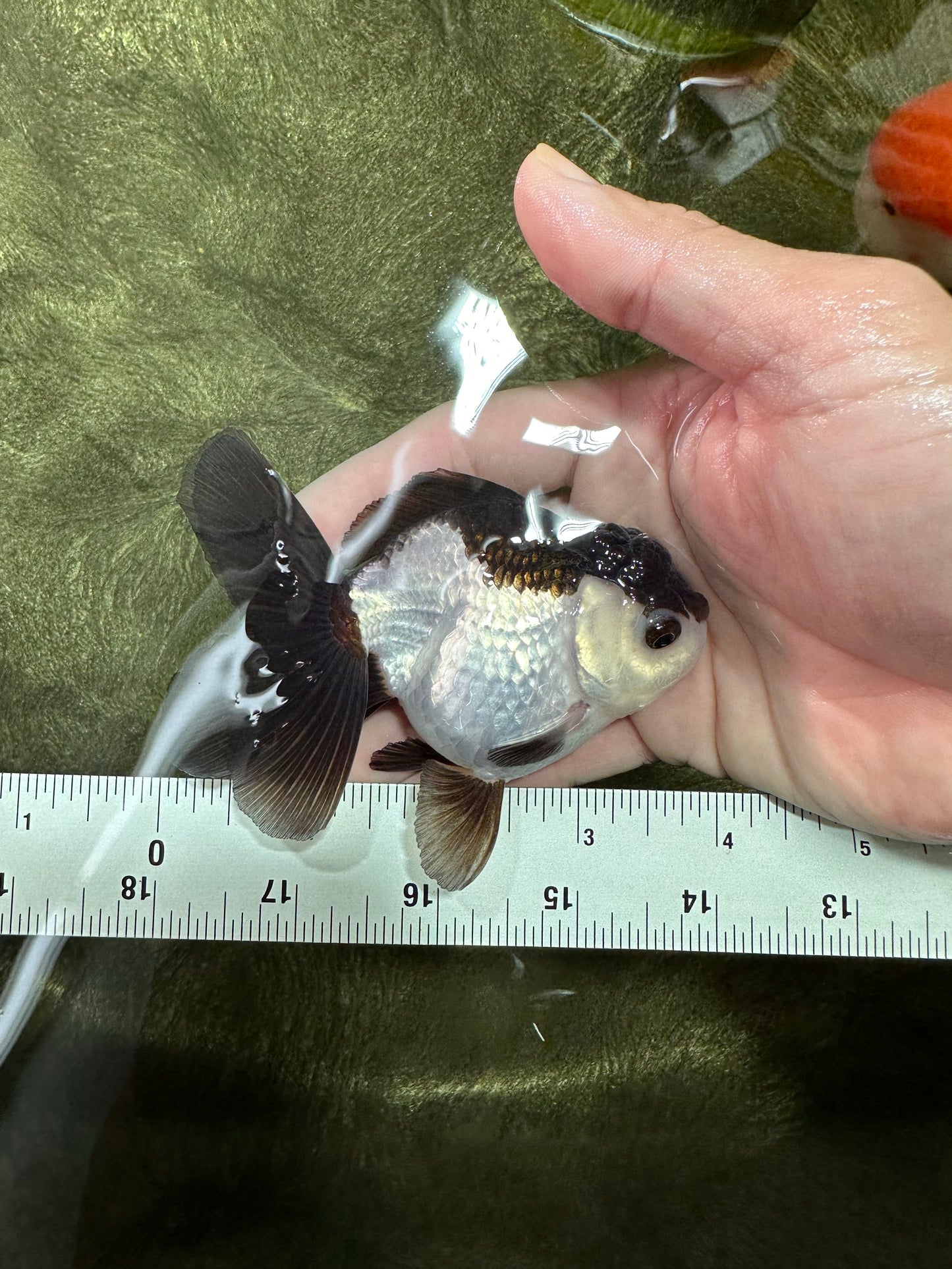 Panda Oranda Female 3.5-4 inches #110124OR_06