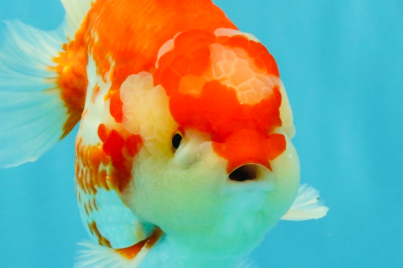 JUMBO A Grade Red White Yuanbao Male 5.5-6 inches #032026YB_22