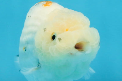 White Sakura LionChu Female 5 inches #121925LC_06