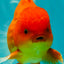 A Grade Strong Body Structure Red White Oranda Male 5-5.5 inches #062626OR_27