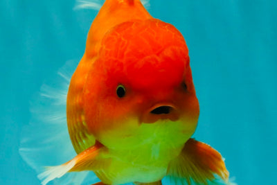 A Grade Strong Body Structure Red White Oranda Male 5-5.5 inches #062626OR_27