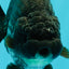 UNIQUE AAA Grade Strong Body Structure Platinum Blue Ranchu Female 4.5-5 inches #061926RC_09