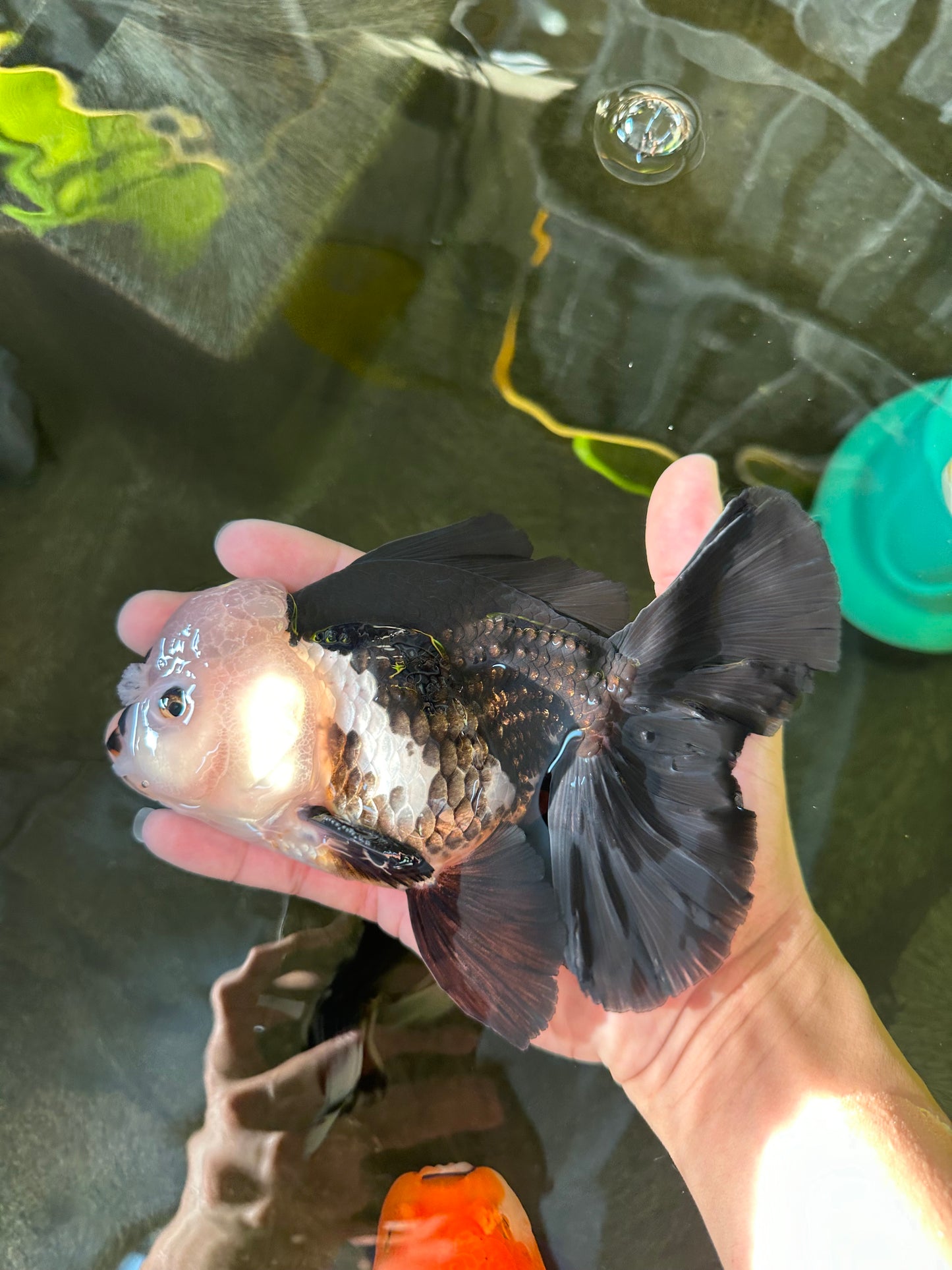 AAA Grade Giant Generation Panda Oranda Male 6.5 inches #102524OR_07